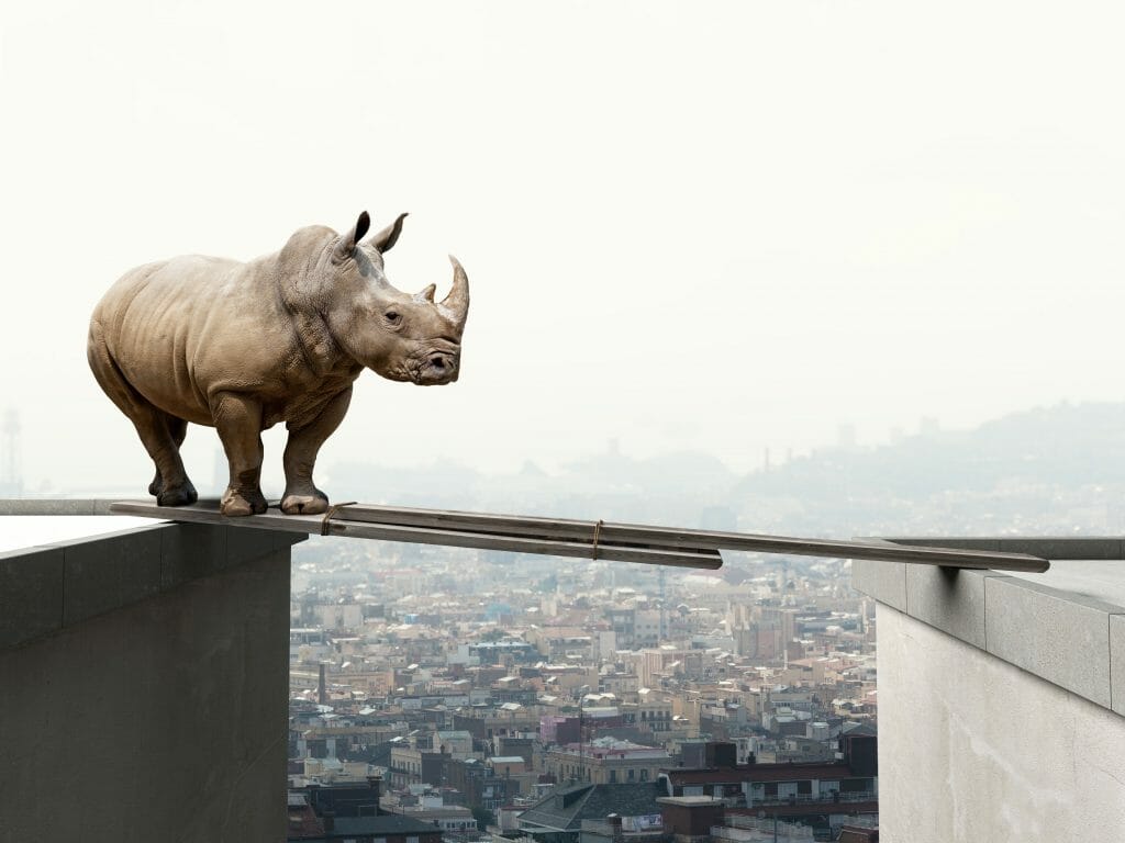  Rhinoceros crossing buildings on a wooden plank